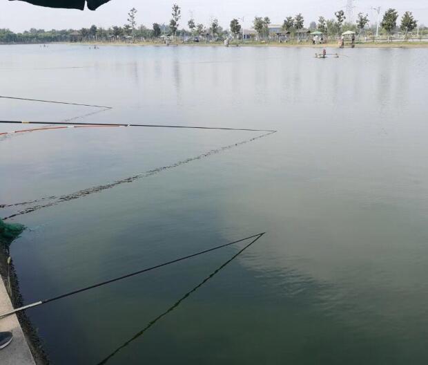 垂釣園水質經過EM凈水王處理過可以養(yǎng)殖更多的魚